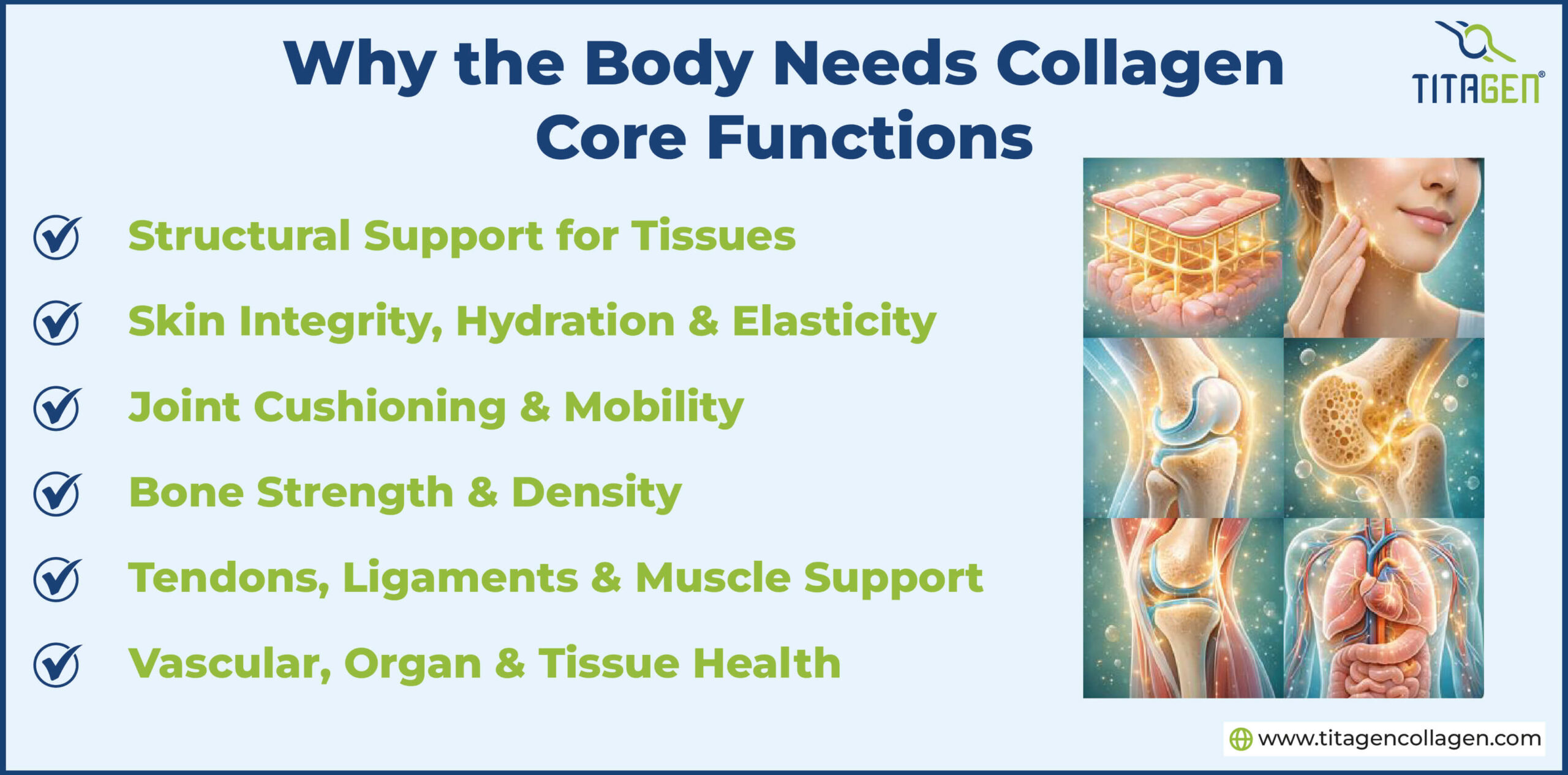 Why the Body Needs Collagen: Core Functions Why the Body Needs Collagen: Core Functions