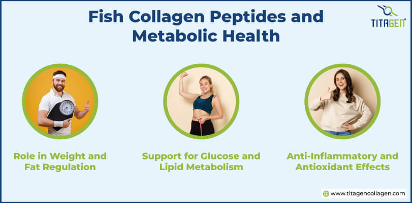 Fish Collagen Peptides and Metabolic Health