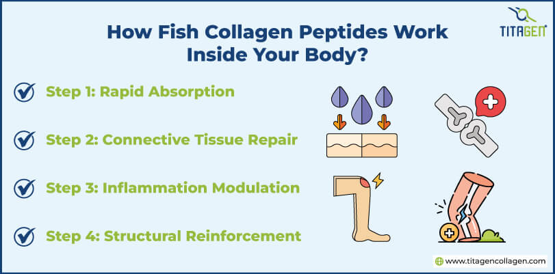 How Fish Collagen Peptides Work Inside Your Body?